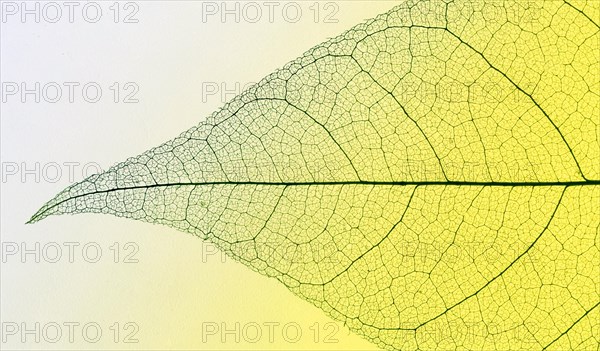 Top view transparent leaf