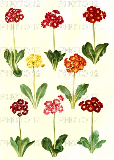 Garden auricula