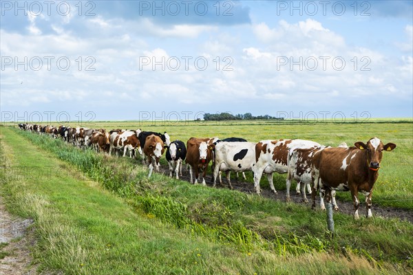 A herd of cows on the island of Terschelling being driven out of the pasture for milking