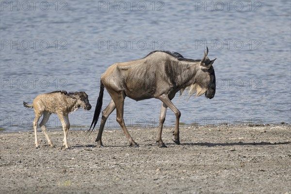 Wildebeest