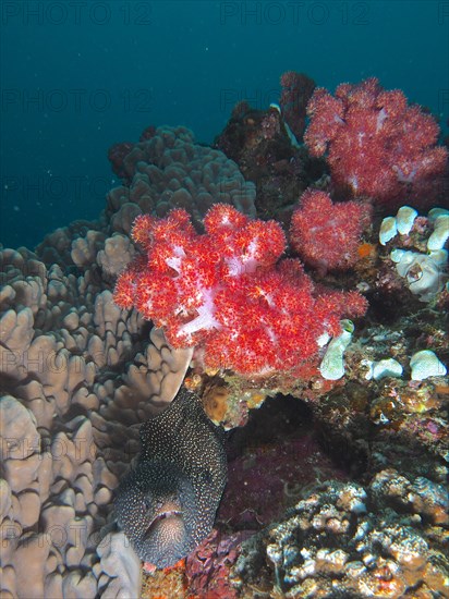 Turkey moray