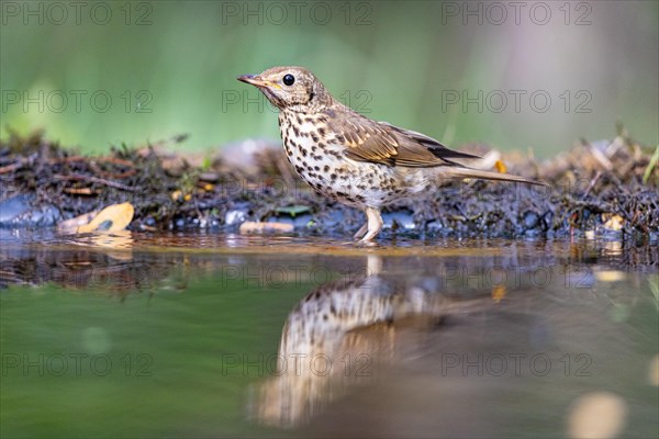 Song Thrush