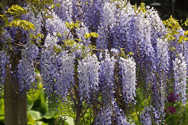 Japanese blue vine