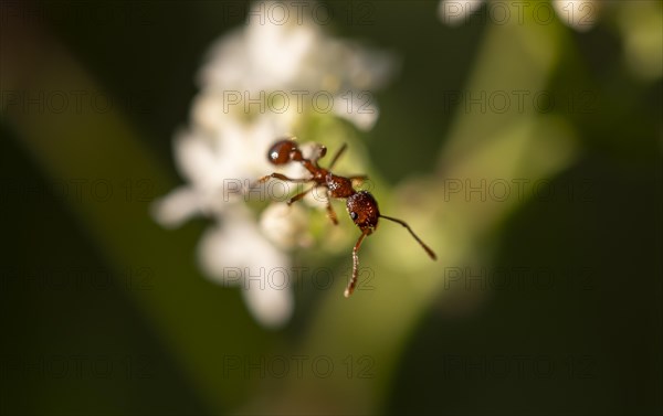 European fire ant