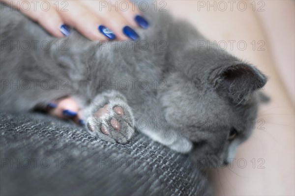 British Shorthair male