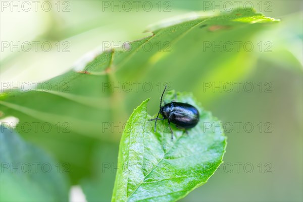 Alder leaf beetle