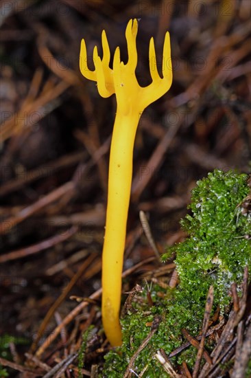 Sticky hornling branchy yellow fruiting body on tree trunk with green moss