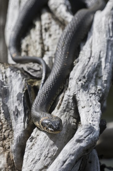 Grass snake