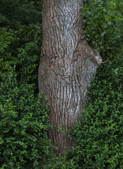 Tree trunk of an old lime tree