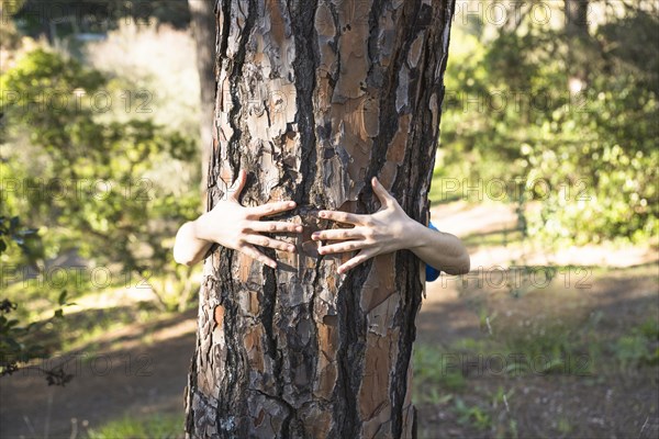 Arms hugging tree trunk green forest