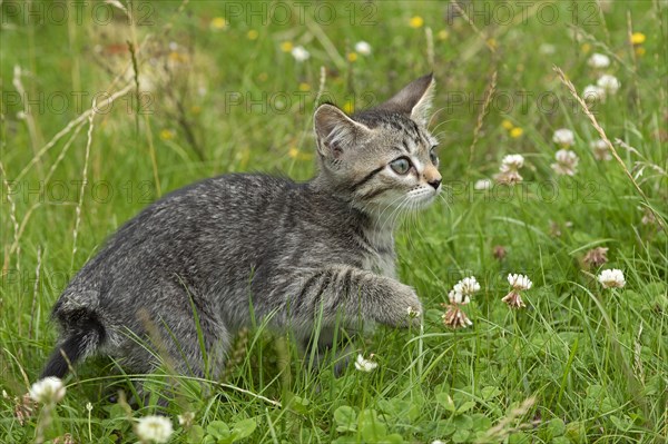 Nine-week-old tabby kitten sitting in grass