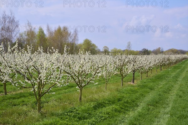 Plum tree