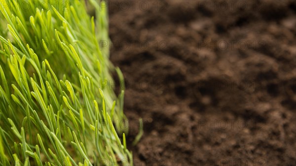 Close up natural soil grass