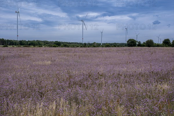 Wind turbines behind a field of harebells