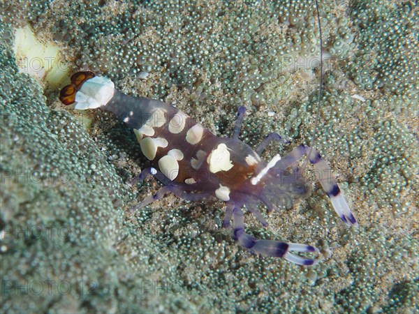 Peacock-eyed anemone shrimp