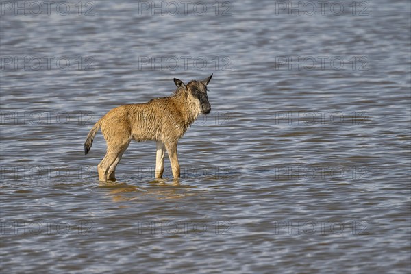Wildebeest