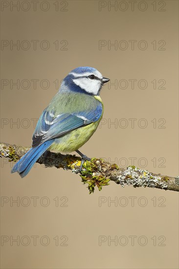 Blue Tit