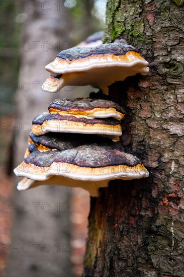 Red banded polypore