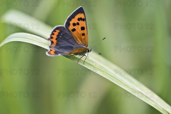 Small copper