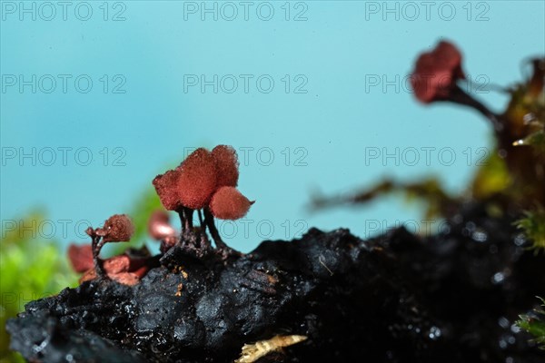 Brick-red stalk slime mould several fruiting bodies with dark stalks and woolly-felty red hats next to each other in front of blue sky