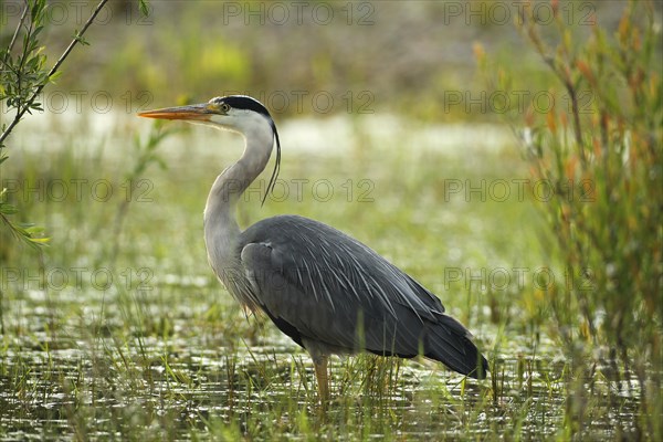 Grey heron