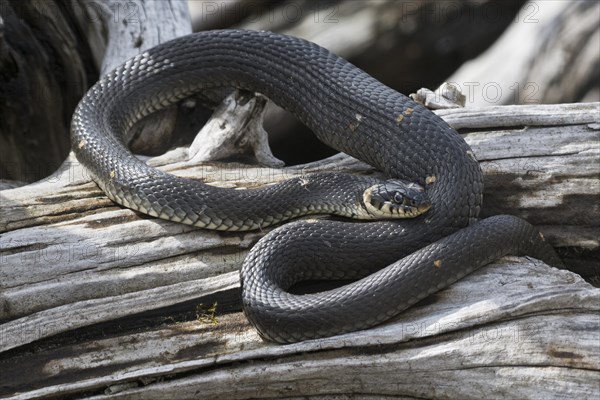 Grass snake