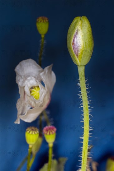 Two types of poppy flowers