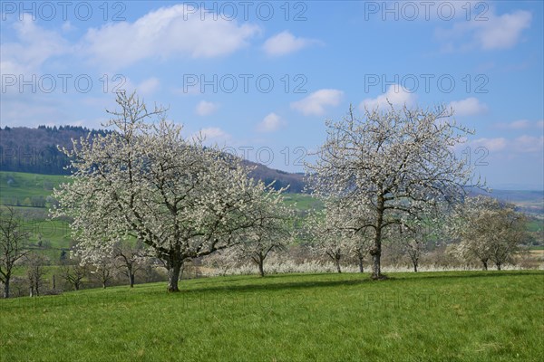 Cherry trees