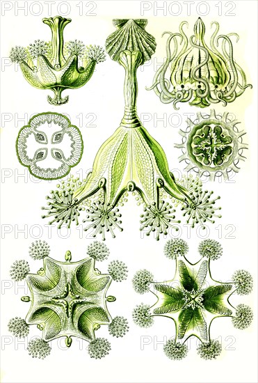 Stipe jellyfish or stalked jellyfishes