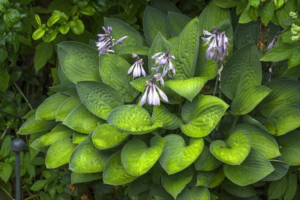 Flowering Hosta