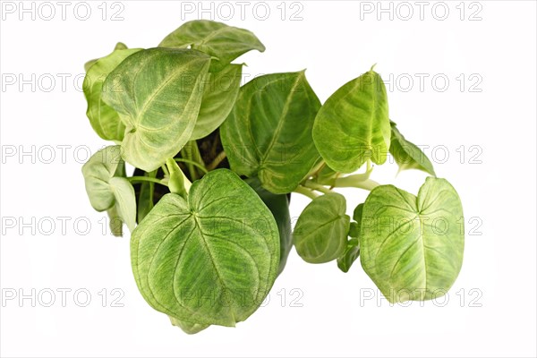 Top view of tropical 'Syngonium Macrophyllum Frosted Heart' houseplant isolated on white background