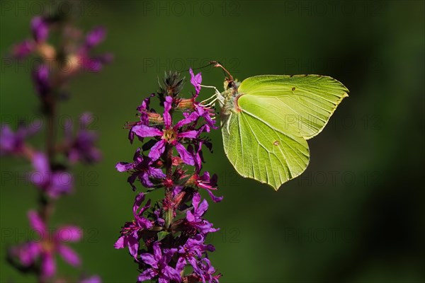 Brimstone