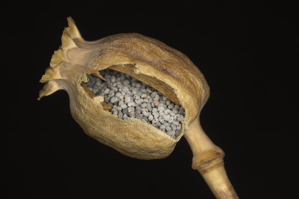 Broken capsule filled with the seeds of the opium poppy