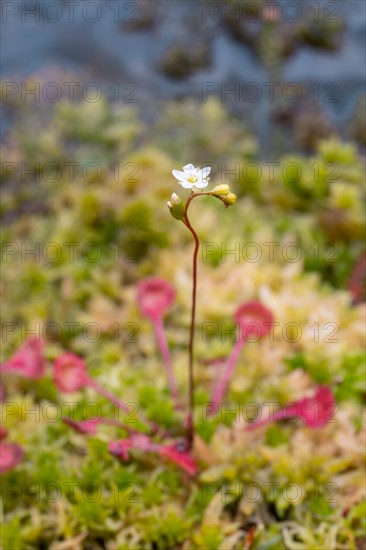 Common sundew