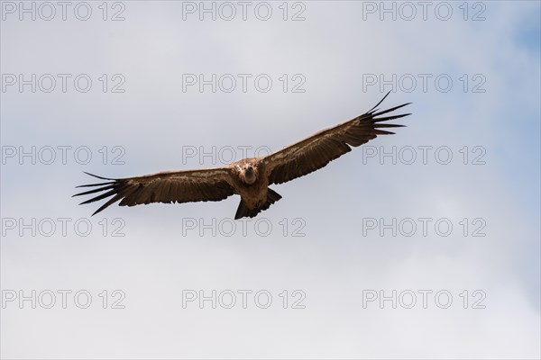 Griffon Vulture