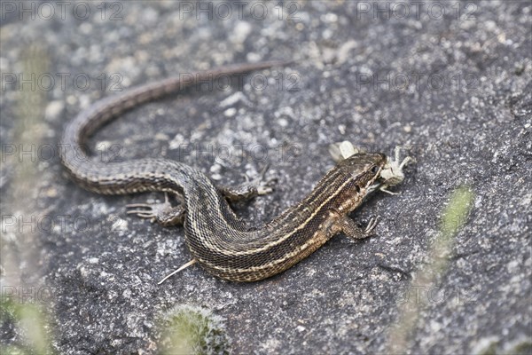 Viviparous lizard