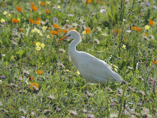 Yellow-billed egret