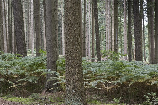 Spruce forest