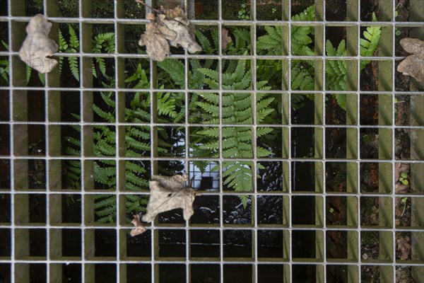 Green fern growing out of a sewage shaft