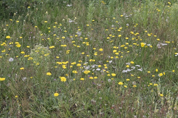 Wildflower meadow with hawkweed