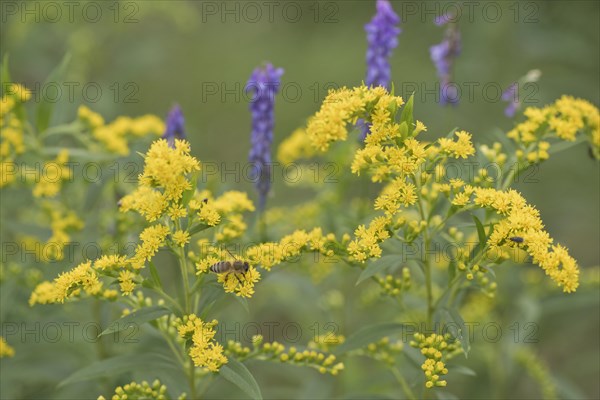 Goldenrod