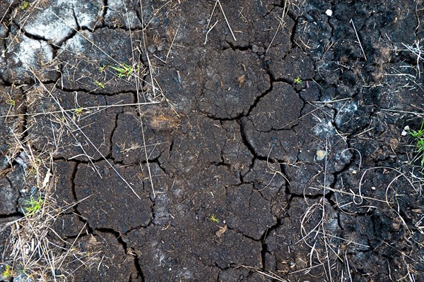 Shrinkage cracks in the peat soil