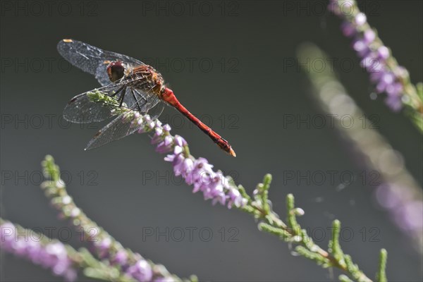 Vagrant darter