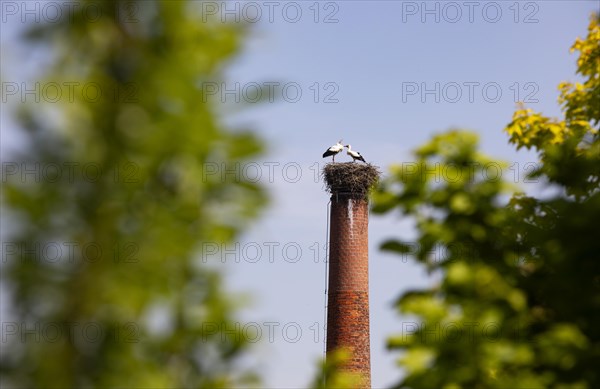 Stork nest with two storks on a chimney