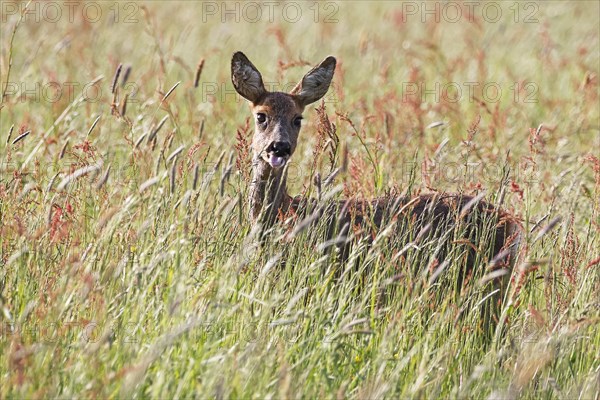 European roe deer