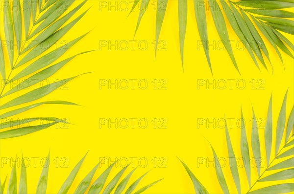 Frame green palm leaves