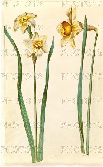 Daffodils