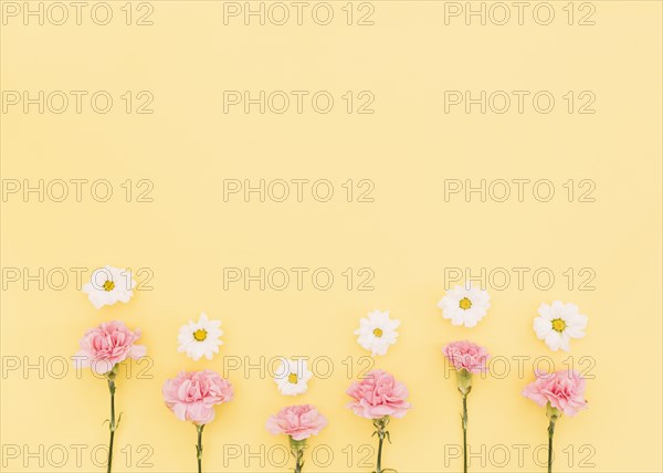 Carnations daisies
