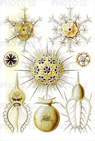 Phaeodaria