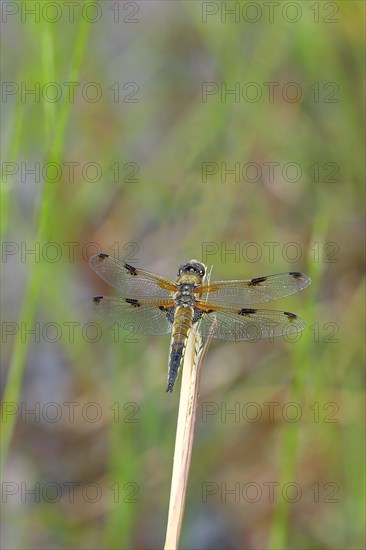 Four-spotted chaser